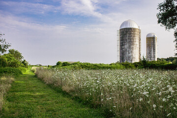 Wide landscape of a grassy path leading past a wildflower field toward two tall farm silos under a blue sky © Eric Heroux