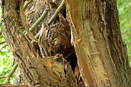 Verwunschenes Holztier mit Ohren im Baum