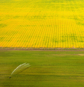 Canola and green fields receiving water from sprinkler