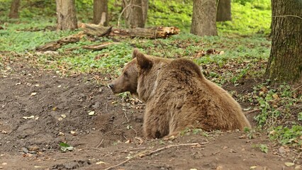 Fototapeta premium Ruhender Europäischer Braunbär (Ursus arctos arctos)