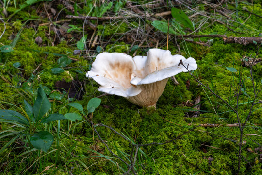 Giant funnel mushroom in the forest