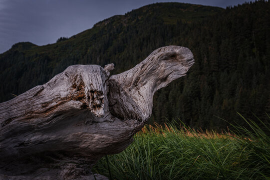Large weathered Anthropomorphic driftwood on Tonsina Point Beach in Seward, Alaska, USA
