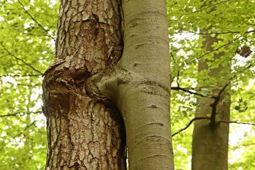 Obraz premium Miteinander verwachsene Kiefer (Pinus sylvestris) mit Rotbuche (Fagus sylcatica) an der Mildenitz
