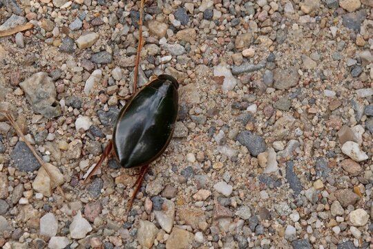 M&auml;nnlicher Gelbrandk&auml;fer (Dytiscus marginalis) auf dem Gehweg