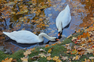  Couple of white swans swimming in a water of autumn lake with fallen maple leaves.. Nature, fauna, autumn mute swans , birdwatching, wildlife protection. © Mariana