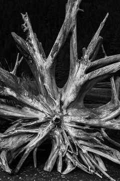Monochromatic Large weathered driftwood on Tonsina Point Beach in Seward, Alaska, USA