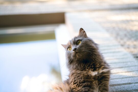 Charming animal portrait with expressive single eye