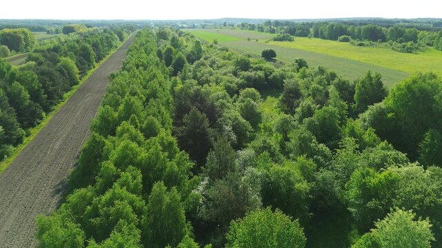 Lush ecosystem representing nature and sustainability