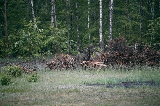 Forestry management area with removed tree stumps