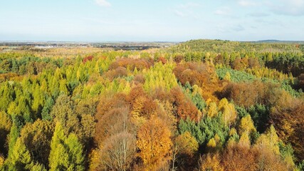 Autumn forest landscape with vivid treetops © AlexGo