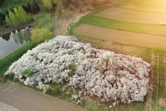 Blossom trees in full bloom from drone