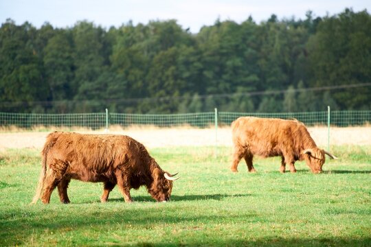 Highland cow standing in green rural field