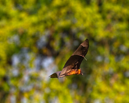 A Fruit Bat _Flying fox