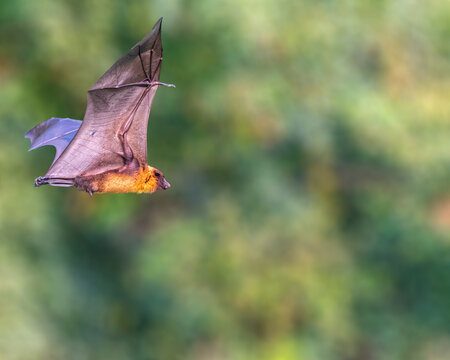 A Fruit Bat _Flying fox