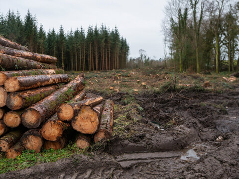 Stacked logs rest on muddy forest floor. Tall evergreen trees stand behind clearing. Scene shows recent logging activity. Ground wet, churned, with patches of grass. Use for environmental