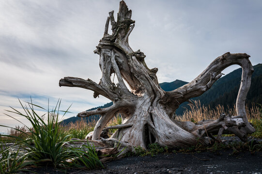 Large weathered driftwood on Tonsina Point Beach in Seward, Alaska, USA