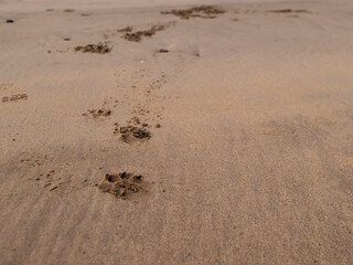 Close-up of animal paw prints in dry sand. Prints suggest small canine or feline passage. Sand texture shows fine grains and slight ripples. Image captures quiet. Ideal for themes like wildlife © mark_gusev