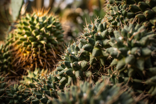 Two clumps of tuberculate cacti: a grey-green plant sharp in the foreground, a lighter one with orange spines blurred on the left, against soft dayligh