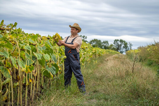 A farmer in a straw hat inspects sunflowers in a vibrant field surrounded by lush greenery. The atmosphere is calm and the sky is overcast, hinting at the changing seasons