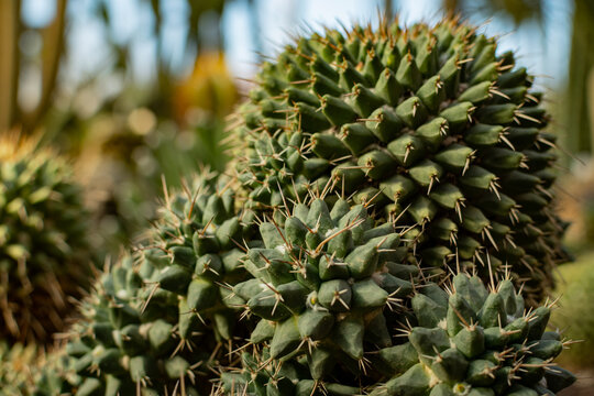 Cluster of globular cacti with dense conical tubercles and pale spines in moody daylight