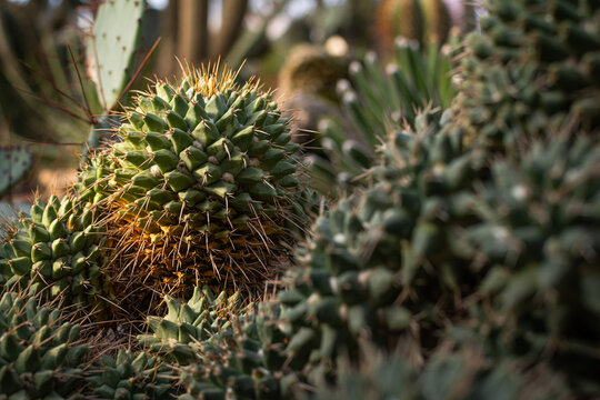 Globular cactus with a green tuberculate top and a dry yellow-brown lower part in low sunlight; prickly pear pads and other succulents blur in front and behind it.