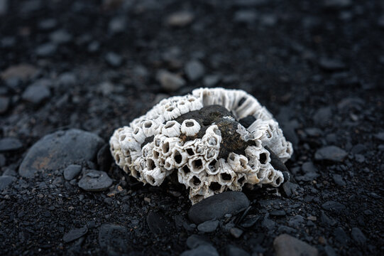White acorn barnacle shells on dark volcanic rock on Tonsina Point Beach in Seward, Alaska, USA