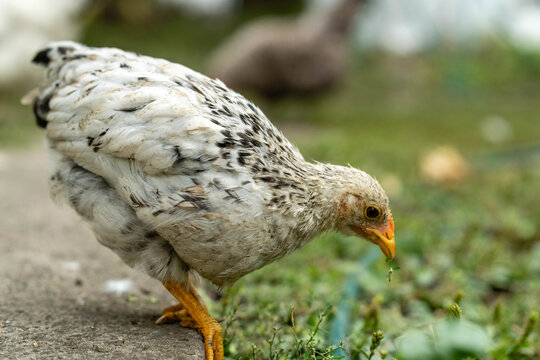 A curious chick forages through the vibrant green grass, pecking at tiny plants. Its feathers are a mix of soft white and gray, making it a charming sight on the sunny farm