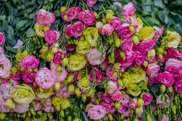 Fototapeta premium Pink and yellow lisianthus flowers in Da Lat
