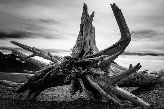 Large weathered driftwood in black and white colors on Tonsina Point Beach in Seward, Alaska, USA
