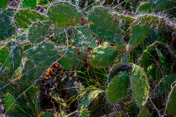 Prickly pear cactus pads in Vietnam © Emad Aljumah