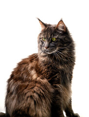 Fototapeta premium Commercial stock photo of a majestic long-haired brown cat sitting on a white background