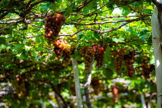 Grapes hanging from a vine trellis in Xa Vinh Hai