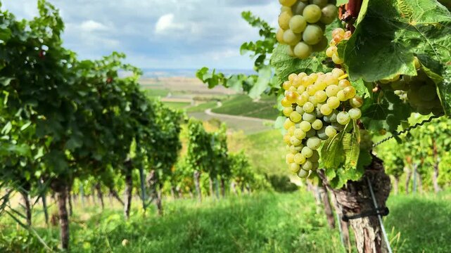 Close Up of Ripe White Grapes Hanging on Vine in Vineyard 4K. Macro Shot of Juicy White Wine Grapes Hanging on Vine with Blurred Vineyard Valley Background 4K