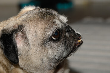 Commercial stock photo of a pug dog profile portrait indoors © Михаил Шорохов