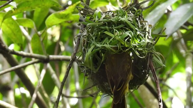 Village Weaver Building a Woven Grass Nest in the Dominican Republic