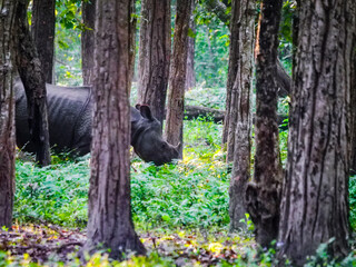 One-horned rhinoceros in the dense forest of Chitwan National Park, Nepal © Martin