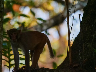 A wild rhesus macaque monkey standing on a tree branch in Chitwan National Park, Nepal. © Martin