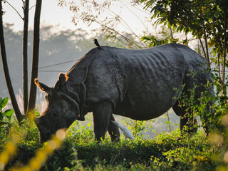 Wild Indian Rhinoceros Grazing in Lush Green Jungle with Birds in Early Morning Light, Nepal Wildlife © Martin