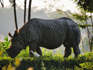 Greater one-horned rhinoceros grazing in Chitwan National Park in Nepal during early morning sunlight © Martin