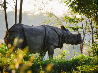 Greater One-horned Rhinoceros in the Lush Jungle of Chitwan National Park, Nepal © Martin