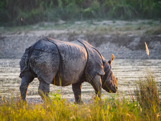 One-horned rhinoceros walks along the riverbank in a natural habitat © Martin