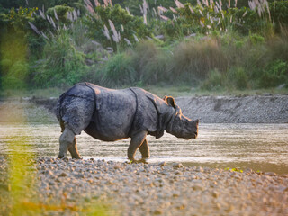 A one-horned rhinoceros walking along the riverbank in Chitwan National Park, Nepal © Martin