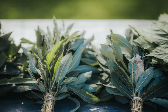 Bundles of fresh green bay leaves arranged neatly on a wooden surface, showcasing vibrant foliage and natural textures in a bright outdoor setting