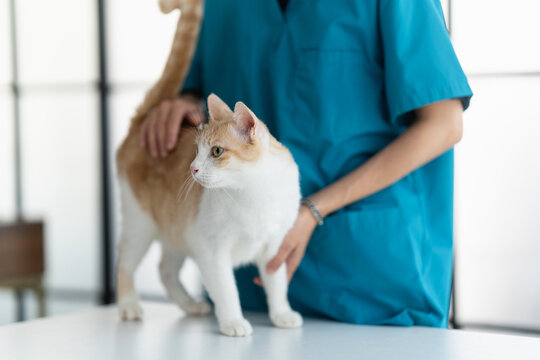 veterinarian examines a cat during a health check in a vet clinic