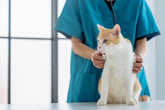 veterinarian examines a cat during a health check in a vet clinic