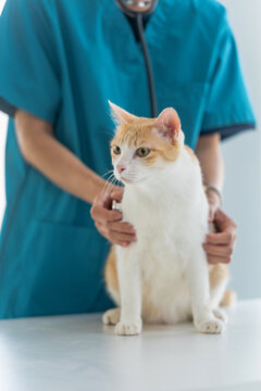 veterinarian performs a wellness check on a cat in a vet clinic