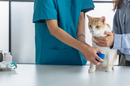 veterinarian examines a cat during a health check in a vet clinic