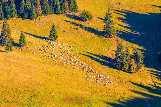 fir trees on a meadow down the will to coniferous forest in mountains of Romania. herd of sheep grazing on a hillside on sunny evening. Apuseni natural park