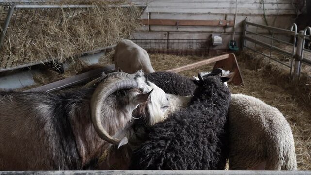 4K video clip of a mixed herd of domestic sheep, goats and a horned ram standing on straw bedding and eating hay from feeder in a wooden barn. Concept of livestock farming, rural life, agriculture, an