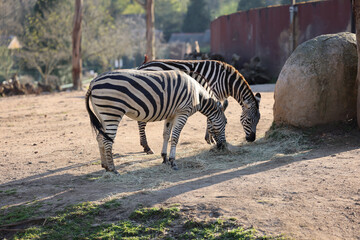 Duas zebras das planícies pastando   © João Carlos Ribeiro